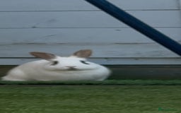 Mixed Breed rabbits for sale: Rabbits for sell. - Image 17