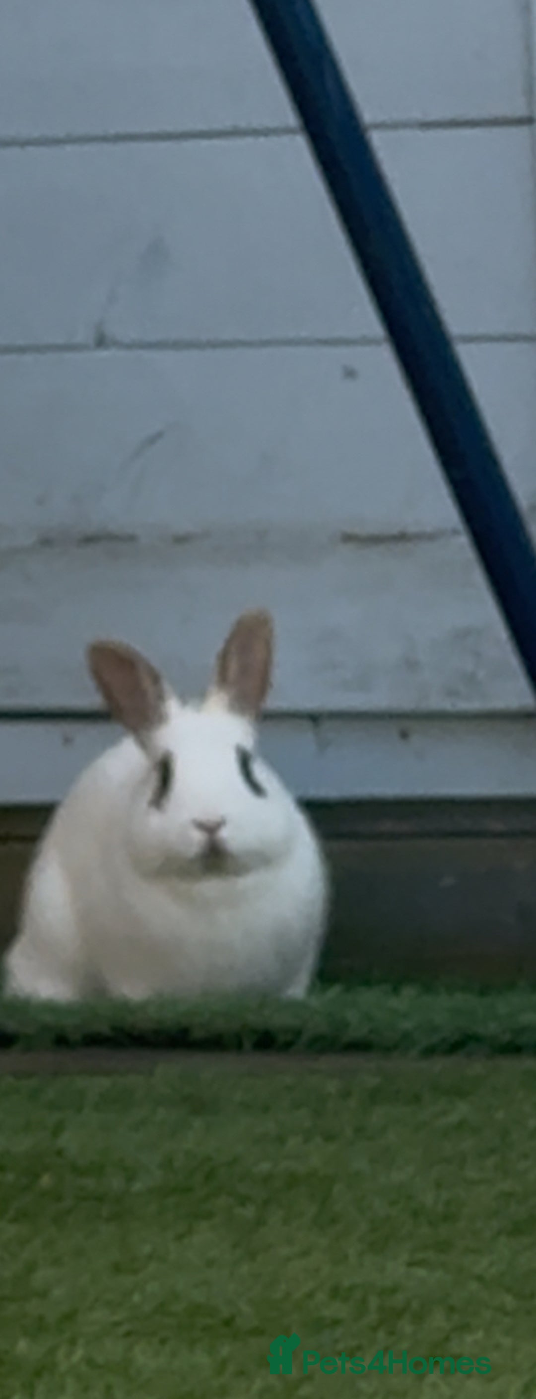 Mixed Breed rabbits for sale: Rabbits for sell. - Image 17