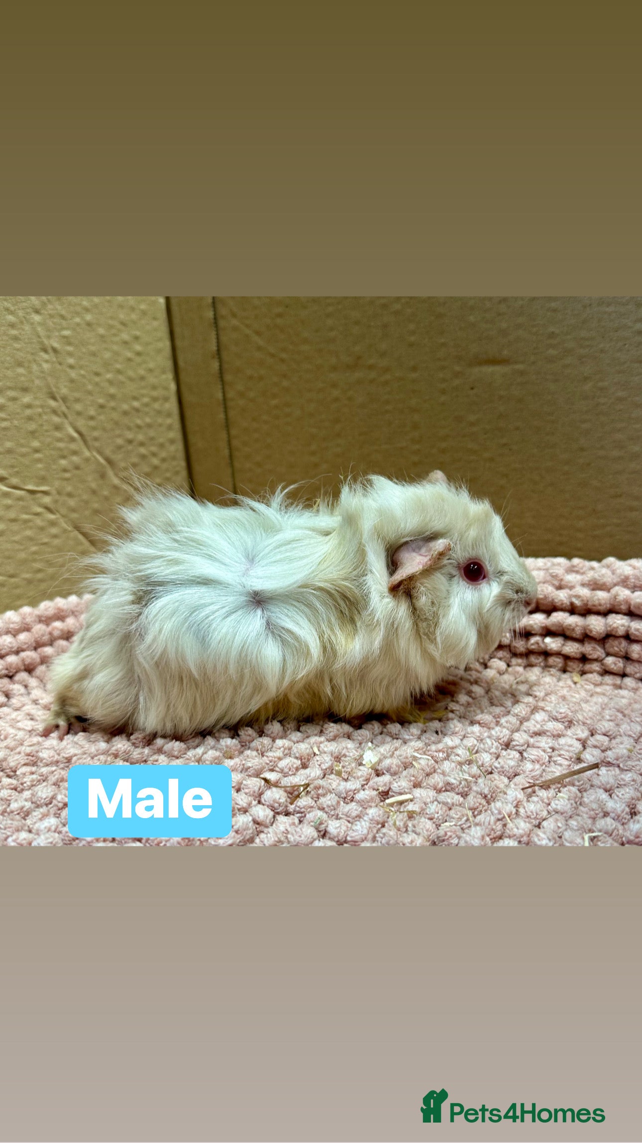 Guinea Pig rodents Young Guinea pigs  - Advert 5