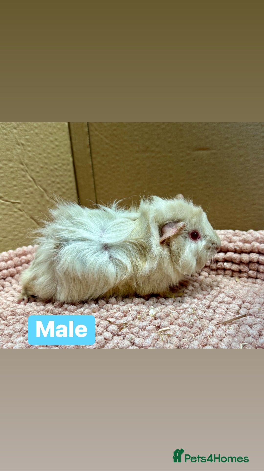 Guinea Pig rodents for sale: Young Guinea pigs  - Advert 1