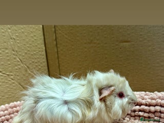 Guinea Pig rodents Young Guinea pigs - Advert 5