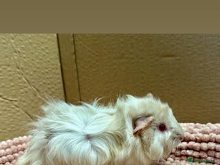 Guinea Pig rodents Young Guinea pigs - Advert 18