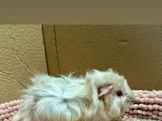 Guinea Pig rodents Young Guinea pigs - Advert 12