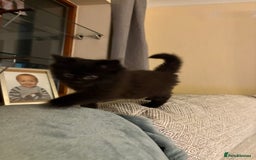 Ragdoll cats for sale: Longhair ragdoll kittens  - Advert 15