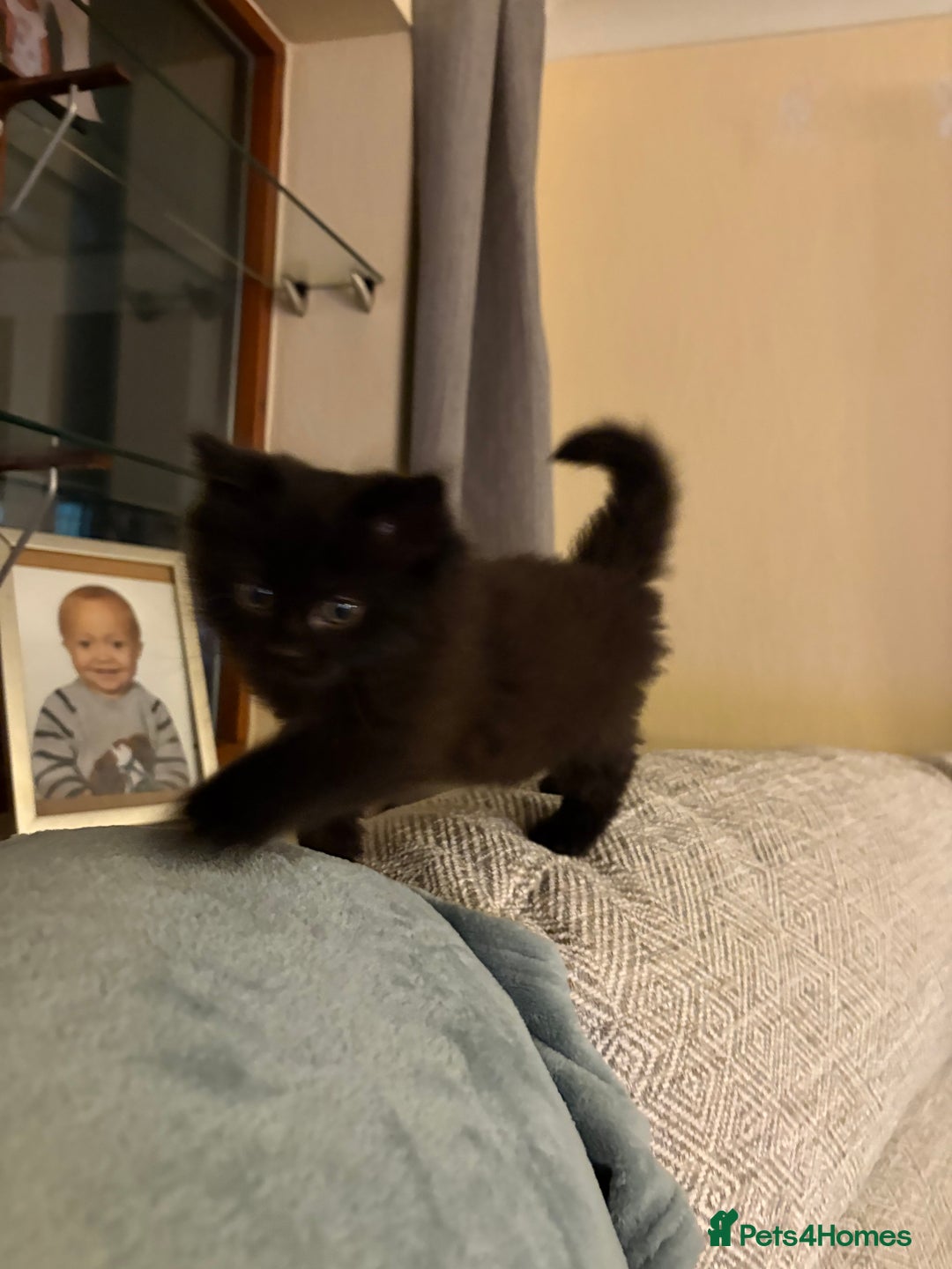 Ragdoll cats for sale: Longhair ragdoll kittens  - Advert 15