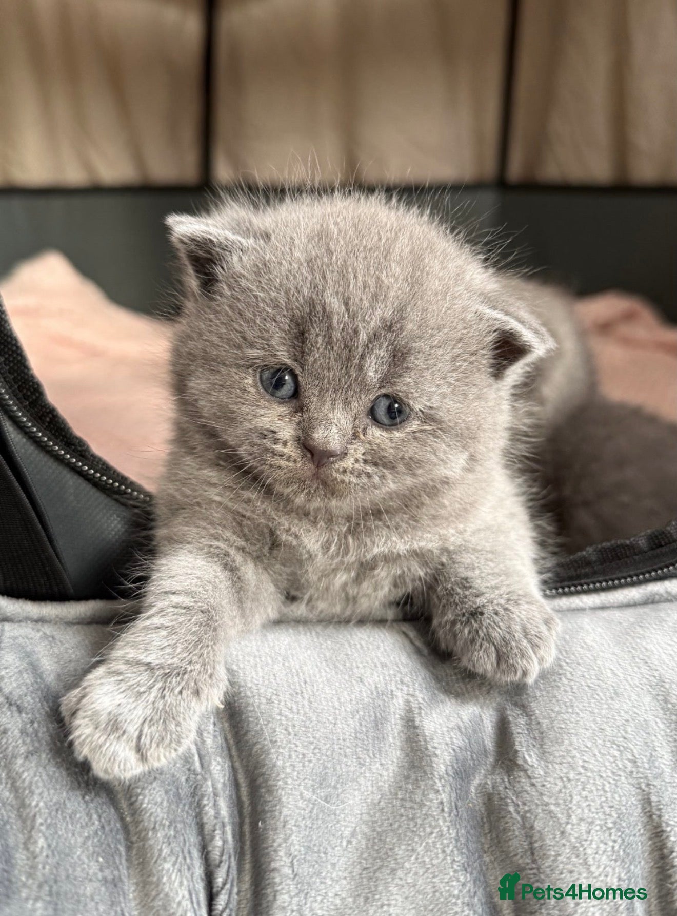 British Shorthair cats for sale: Beautiful BSH x tabby Kittens 🐾 - Advert 1