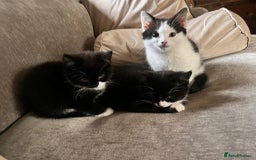 British Shorthair cats for sale: BSH Kittens - Image 7