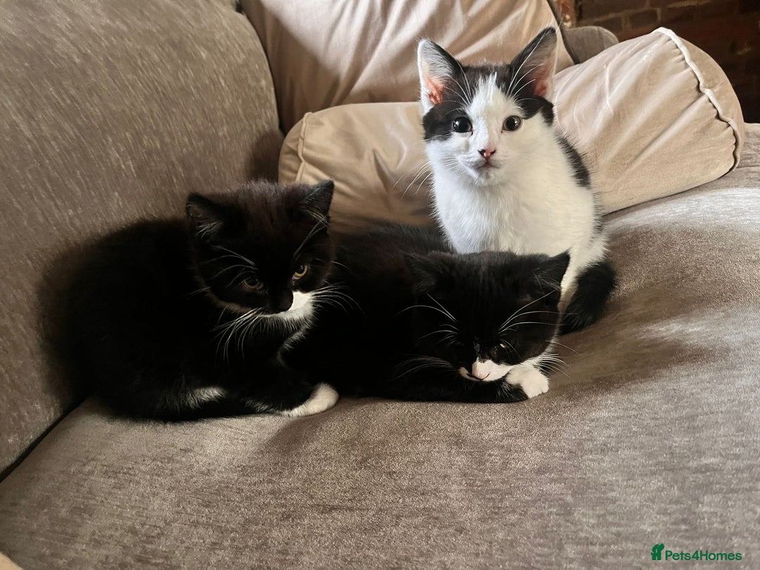 British Shorthair cats for sale: BSH Kittens - Image 7