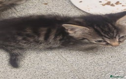 British Longhair cats for sale: Kittens  - Image 19