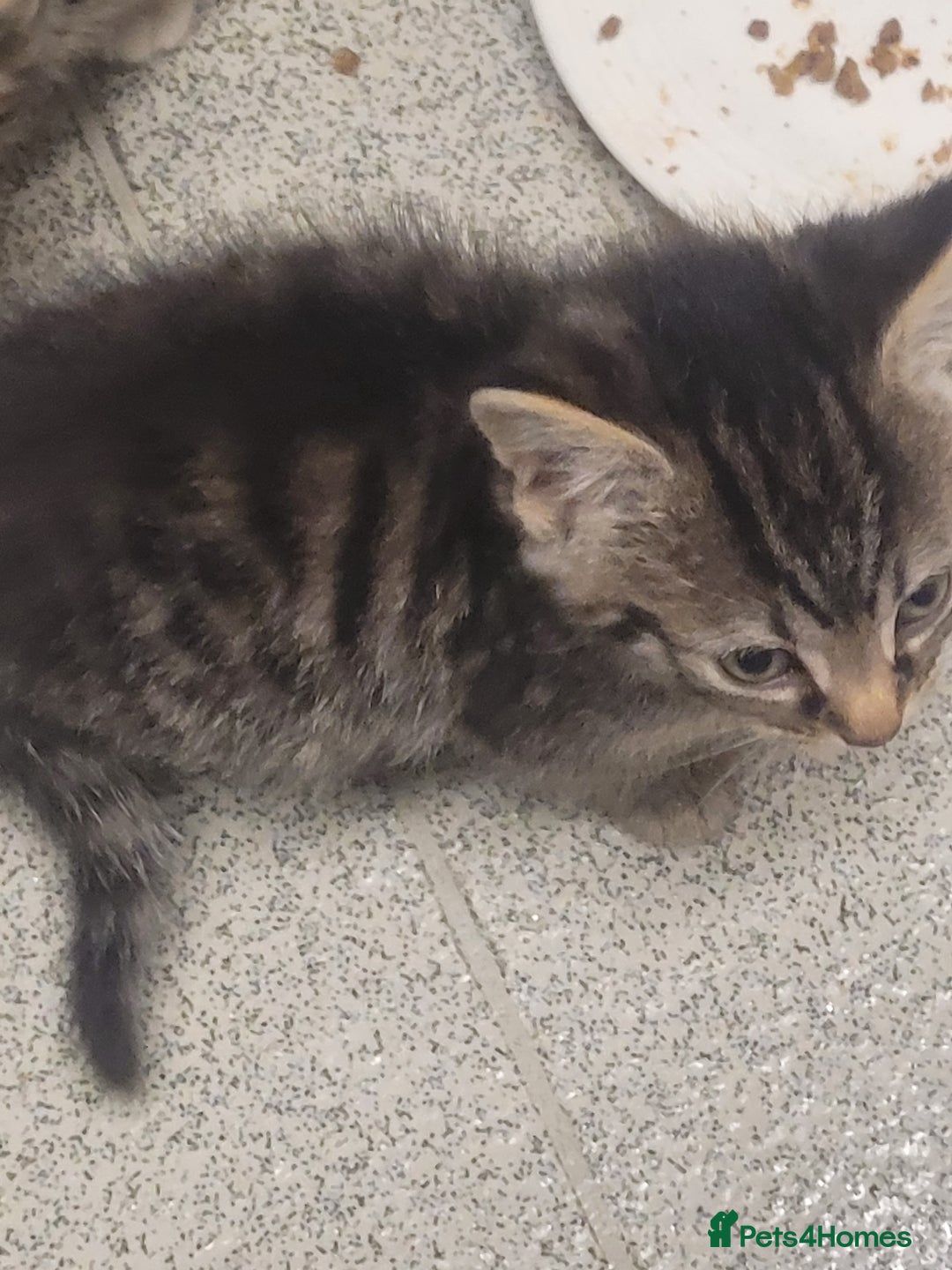 British Longhair cats for sale: Kittens  - Image 19