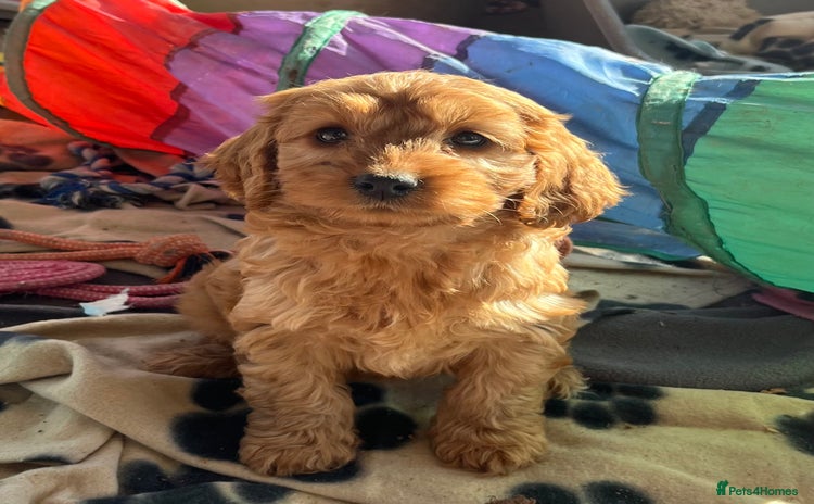 Cockapoo dogs - Advert 6