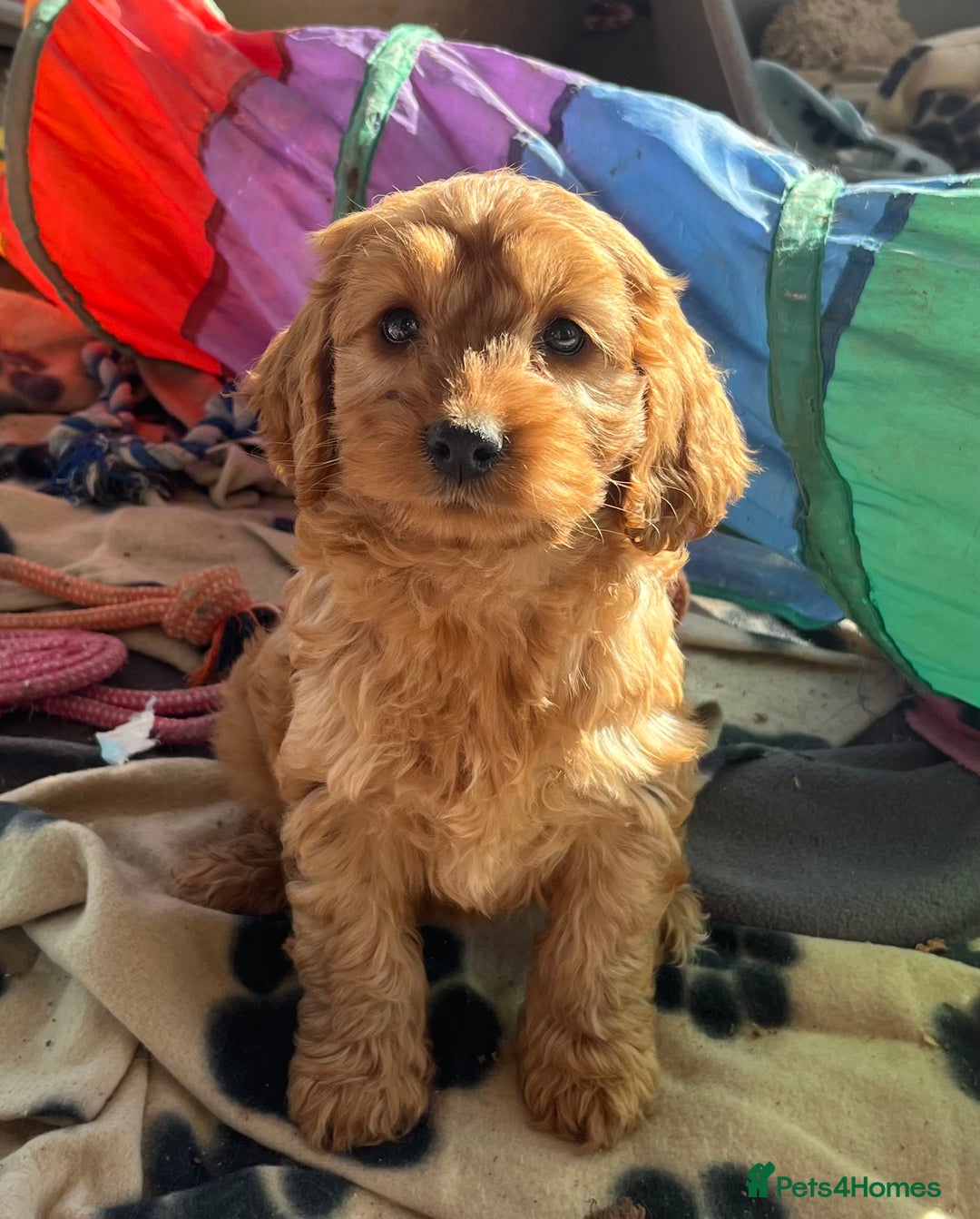 Cockapoo dogs for sale: Beautiful cockapoo girl puppy  - Image 1