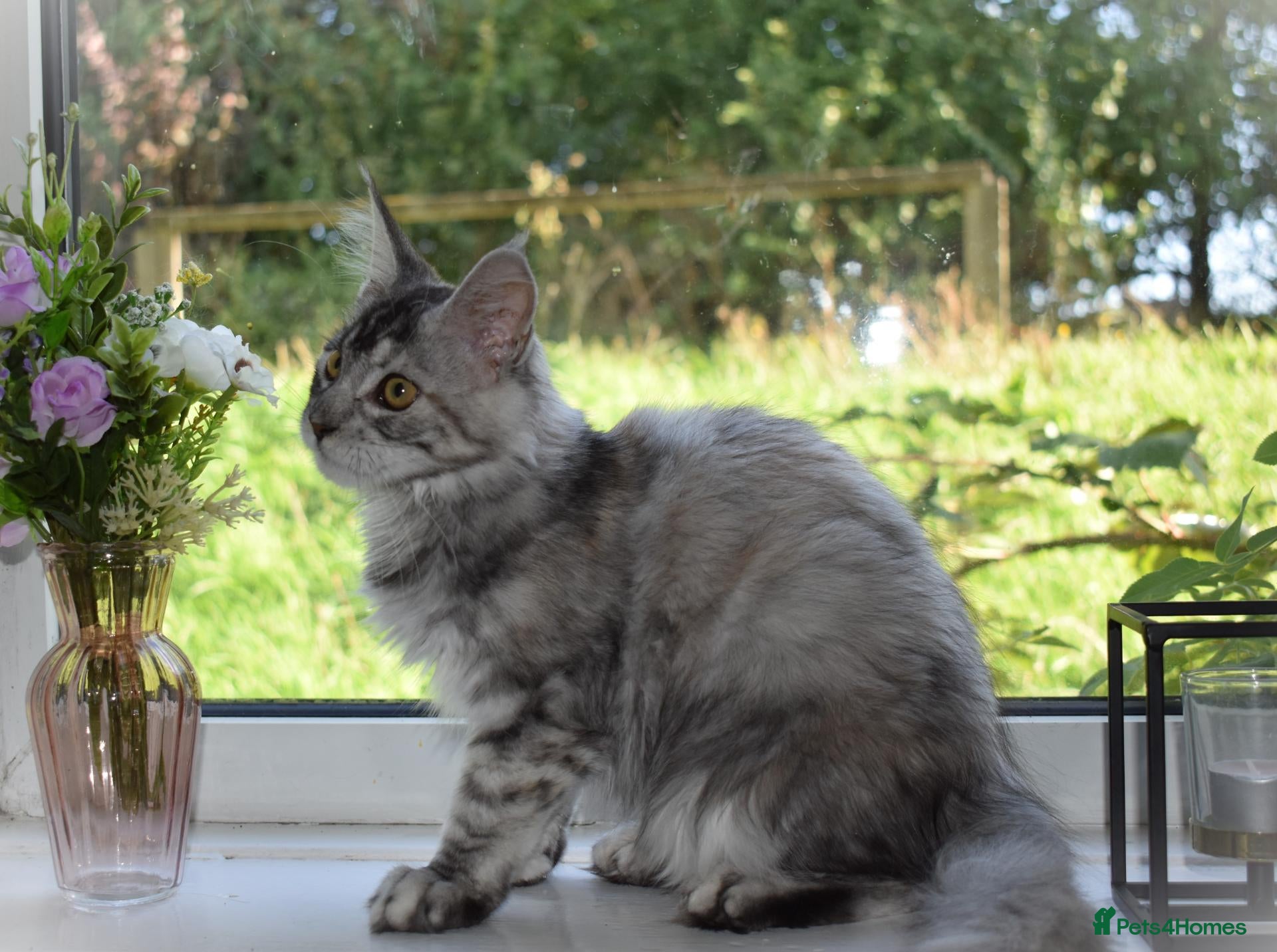 Maine Coon cats 😊LAST TICA registered girl 😊  - Advert 1