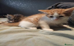 Mixed Breed cats for sale: 8 cute kittens for sale - 5 boys, 3 girls  - Image 14