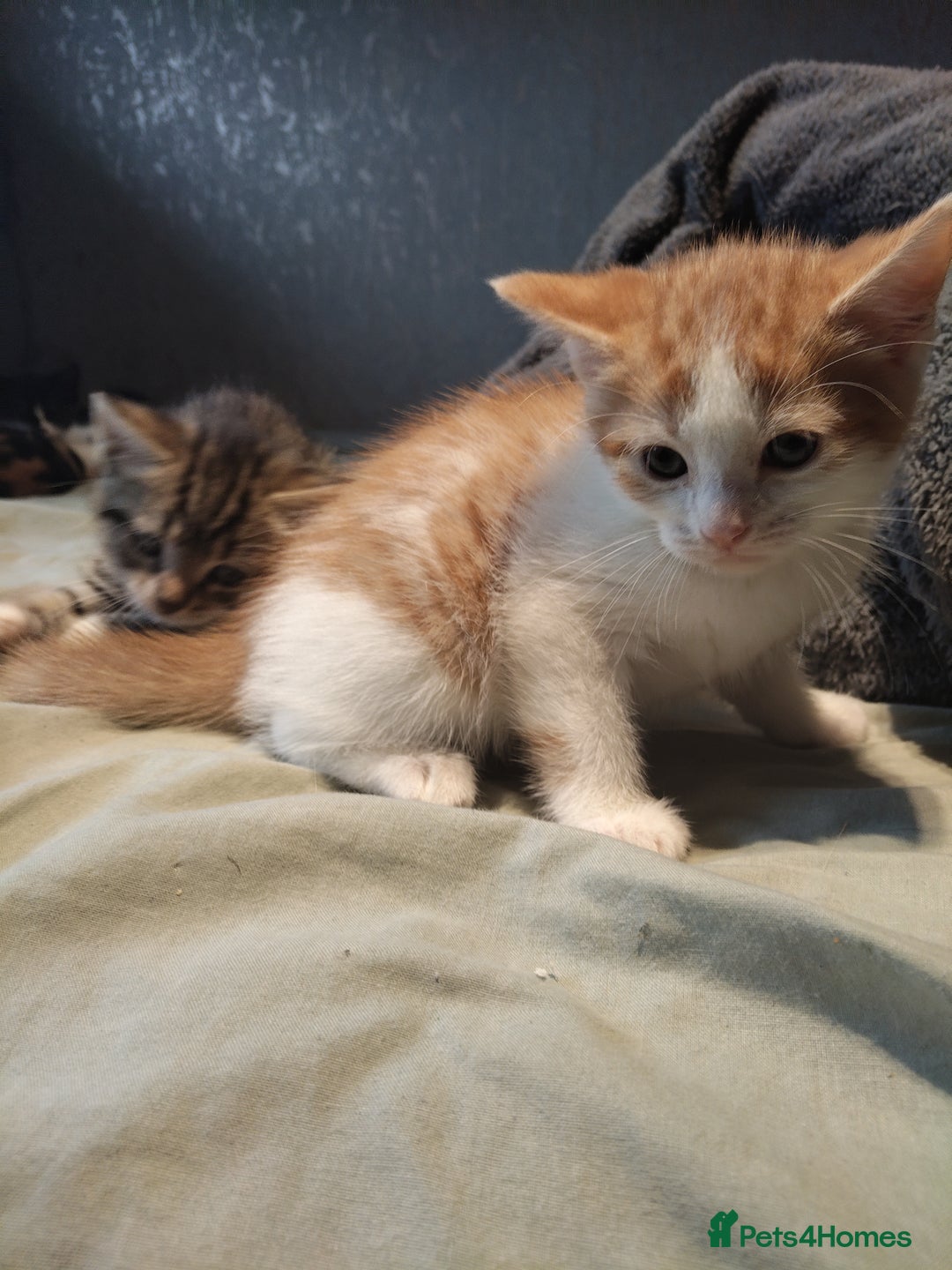 Mixed Breed cats for sale: 8 cute kittens for sale - 5 boys, 3 girls  - Image 14