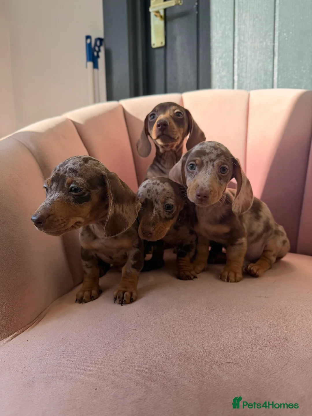 Miniature Dachshund dogs for sale: Beautiful Dachshund Male Puppies Ready now  - Advert 22