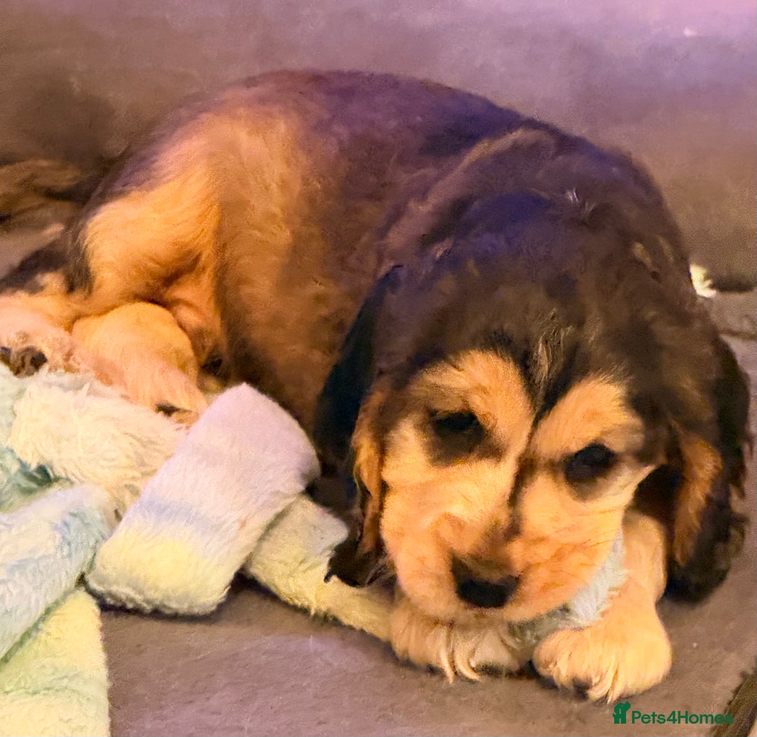 Cocker Spaniel dogs for sale: Show Type Cocker Spaniel  - Advert 3