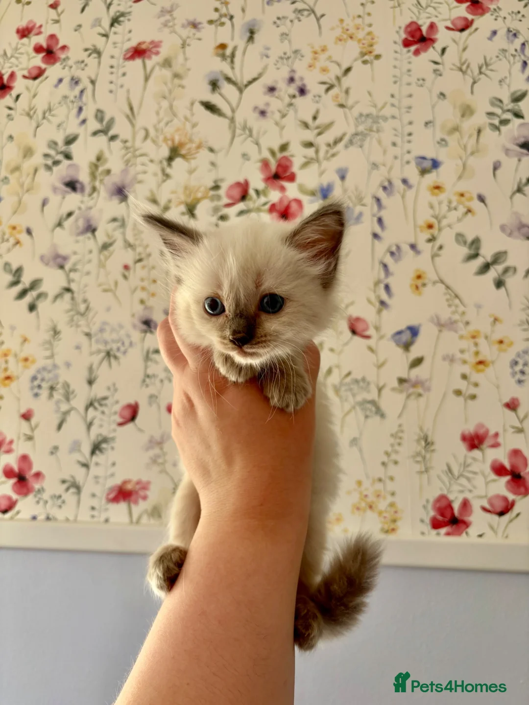 Ragdoll cats for sale: Remarkable Ragdolls  - Advert 1