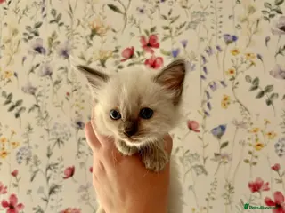 Ragdoll cats Remarkable Ragdolls GCCF DNA TESTED - Advert 4