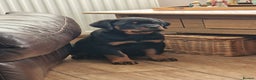Rottweiler dogs for sale: MASSIVE ROTTWEILER PUPPIES  - Advert 10