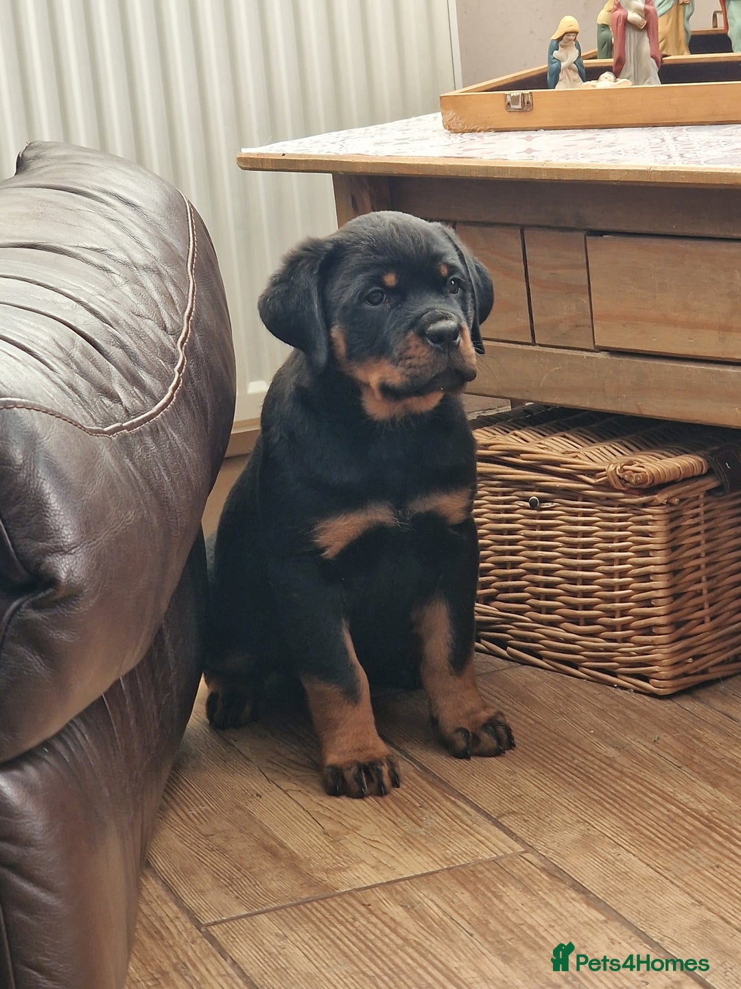Rottweiler dogs for sale: MASSIVE ROTTWEILER PUPPIES  - Advert 10