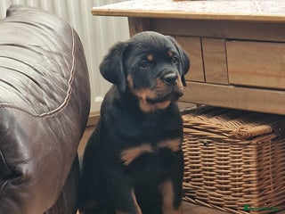 Rottweiler dogs MASSIVE ROTTWEILER PUPPIES - Advert 2
