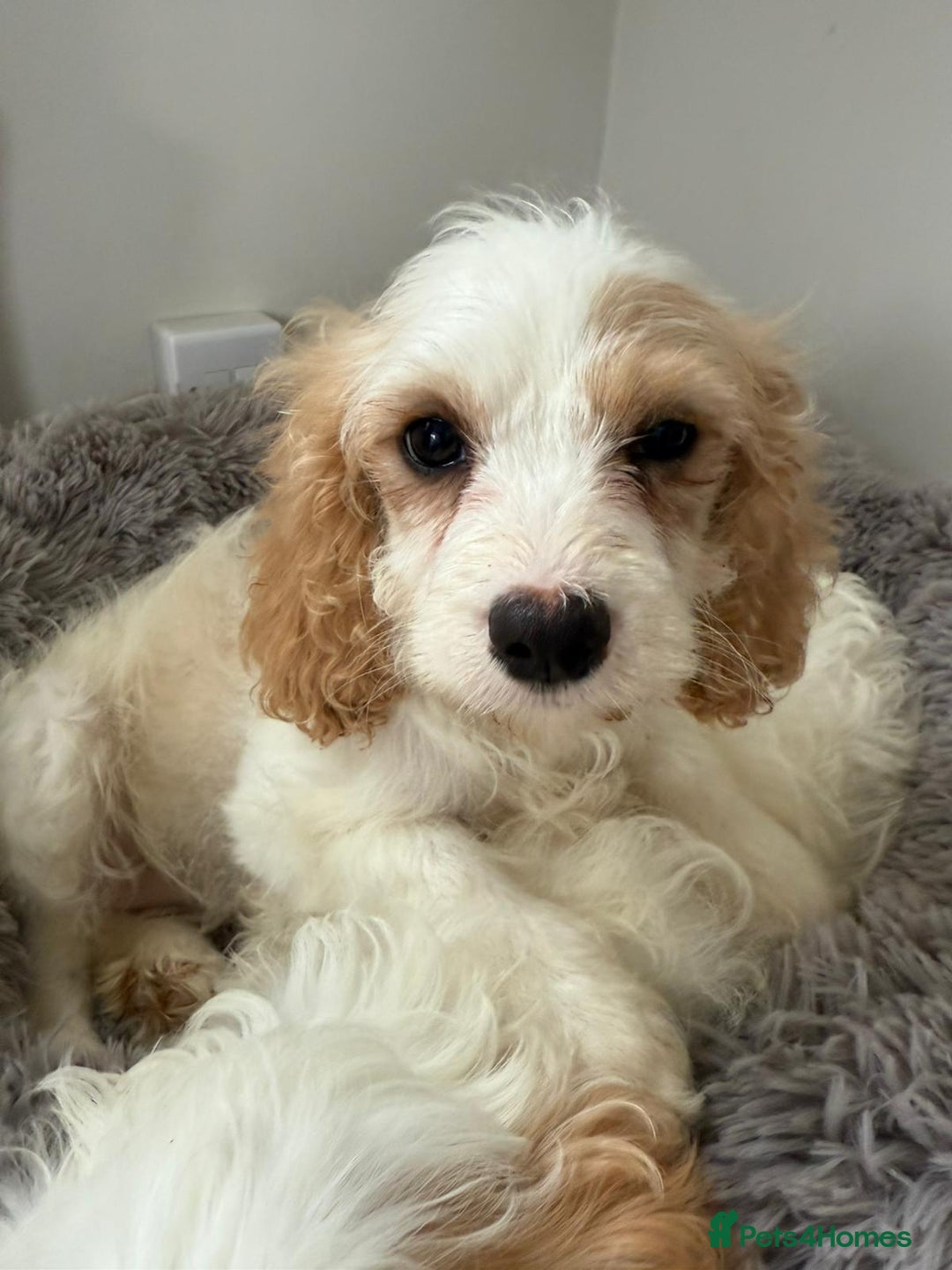 Cavapoo dogs for sale: F1 apricot and white health tested Cavapoo puppies - Image 10