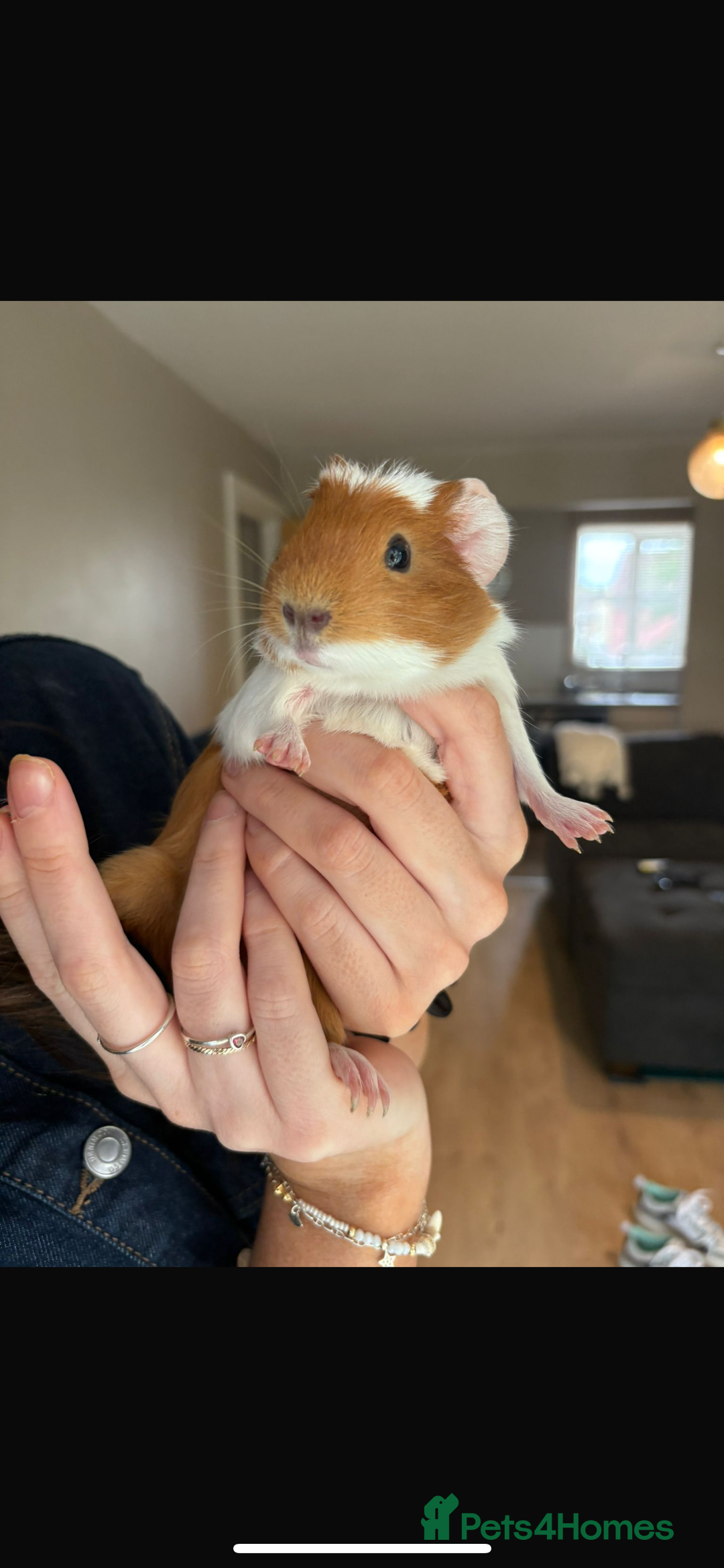 Guinea Pig rodents for sale: 2female guinea pigs  - Image 2