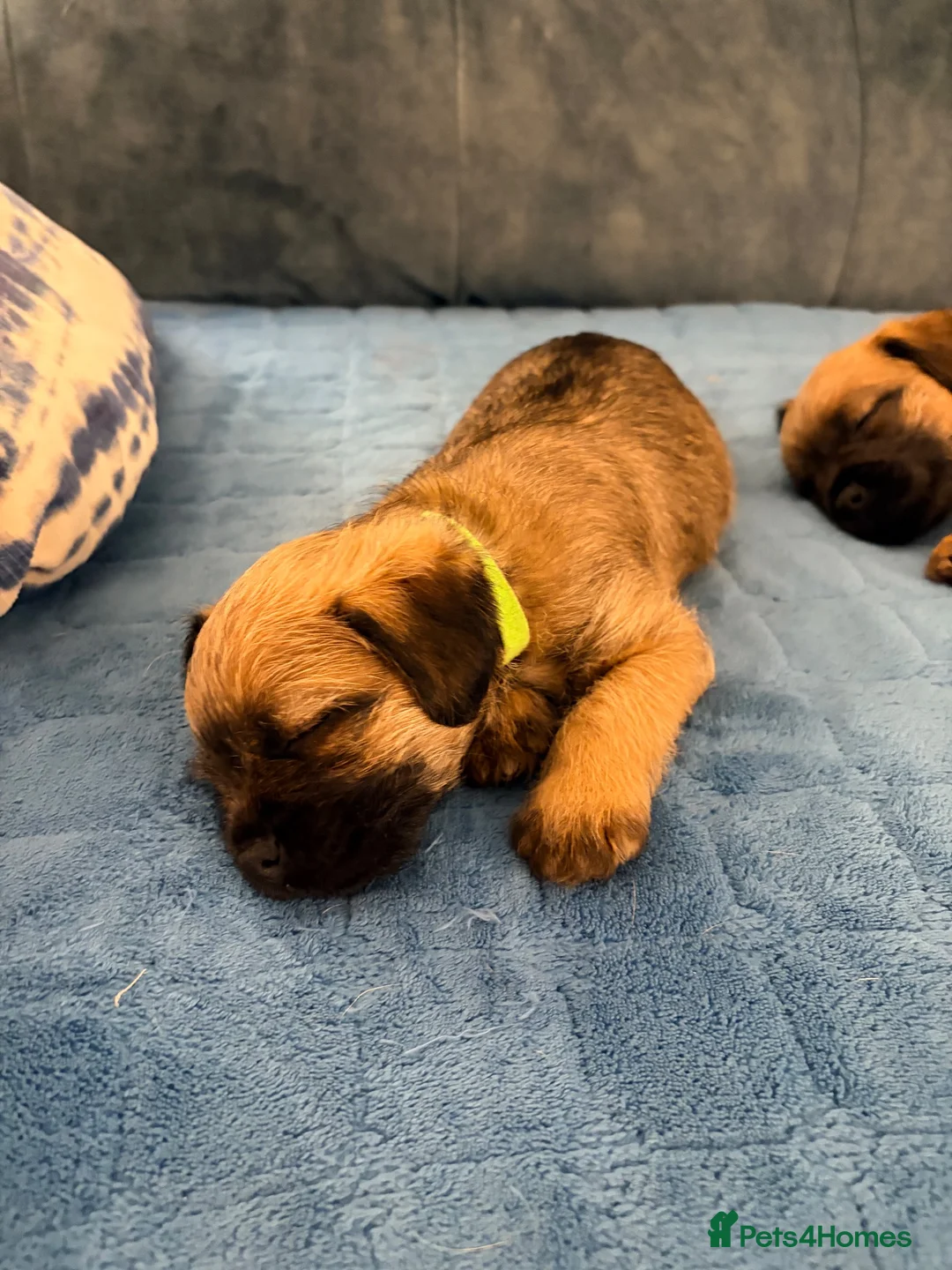 Border Terrier dogs for sale: Border terrier puppies - Advert 2