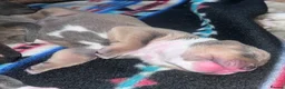 Olde English Bulldogge dogs for sale: Gorgeous Olde English bulldog pups ready 28th june - Advert 9