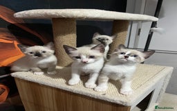 Snowshoe cats for sale: Four beautiful snowshoe kittens  - Image 5