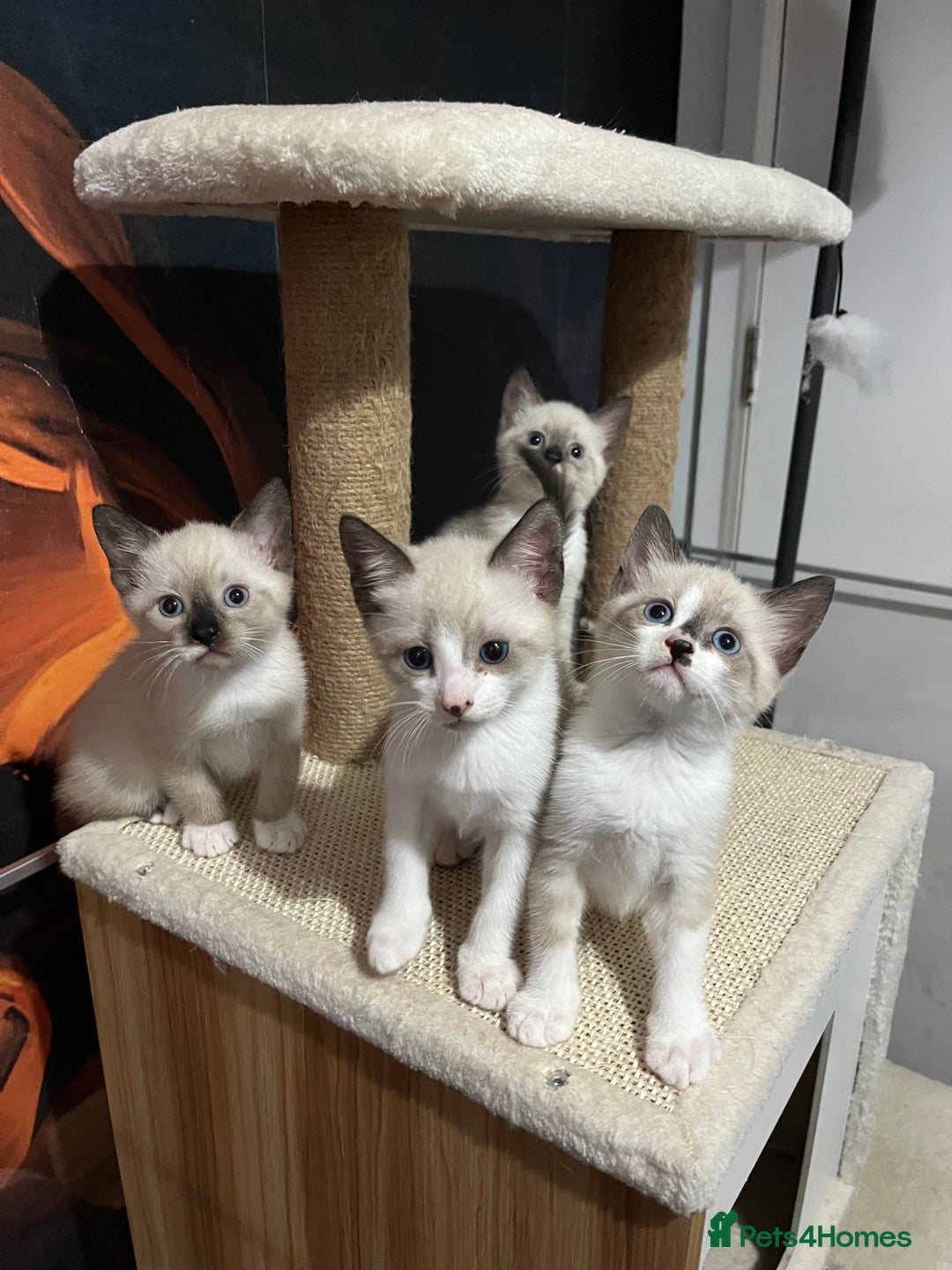 Snowshoe cats for sale: Four beautiful snowshoe kittens  - Image 5