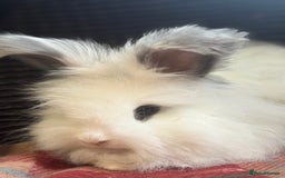 Angora rabbits for sale: Stunning pure bred English angora babies - Image 7