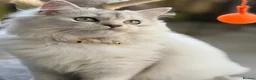 British Longhair cats for sale: Beautiful Male Kitten  in London - Advert 3