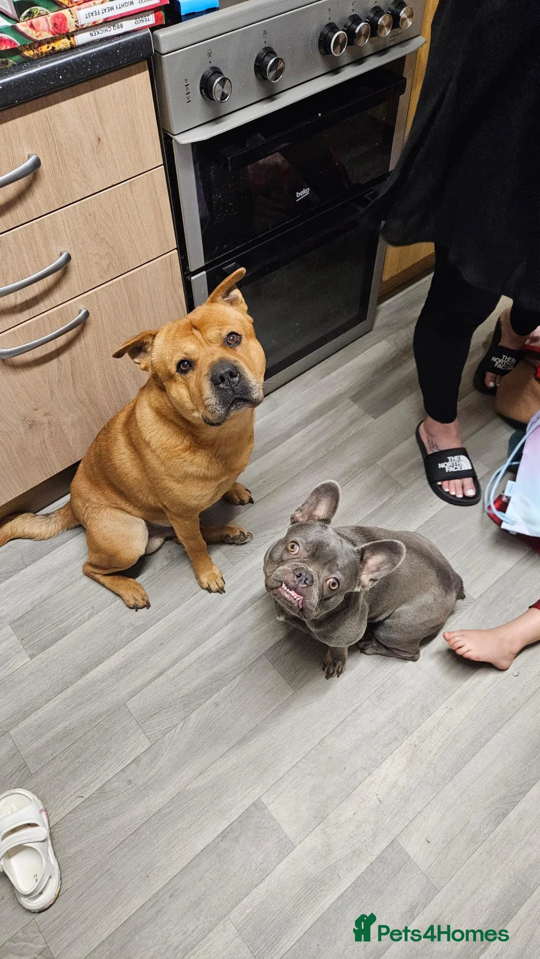 Mixed Breed dogs for sale: 🐾Frenchie-pei puppy's🐾 in Bristol - Advert 1