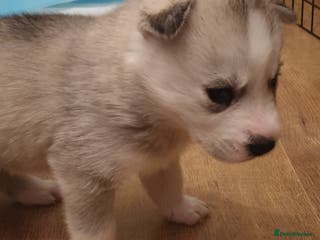 Siberian Husky dogs 1 Siberian Husky puppy left - Advert 7