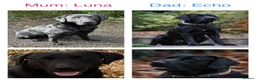 Labrador Retriever dogs for sale: Beautiful Kennel Club Registered Labrador Puppies - Advert 2