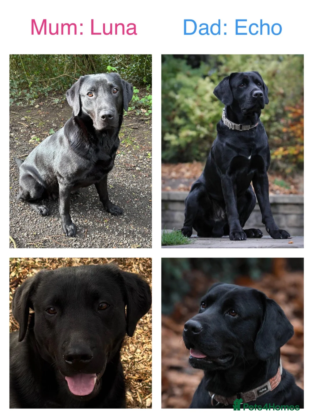 Labrador Retriever dogs for sale: Beautiful Kennel Club Registered Labrador Puppies - Advert 2