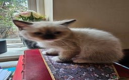 Ragdoll cats for sale: Three Ragdoll kittens - Image 11
