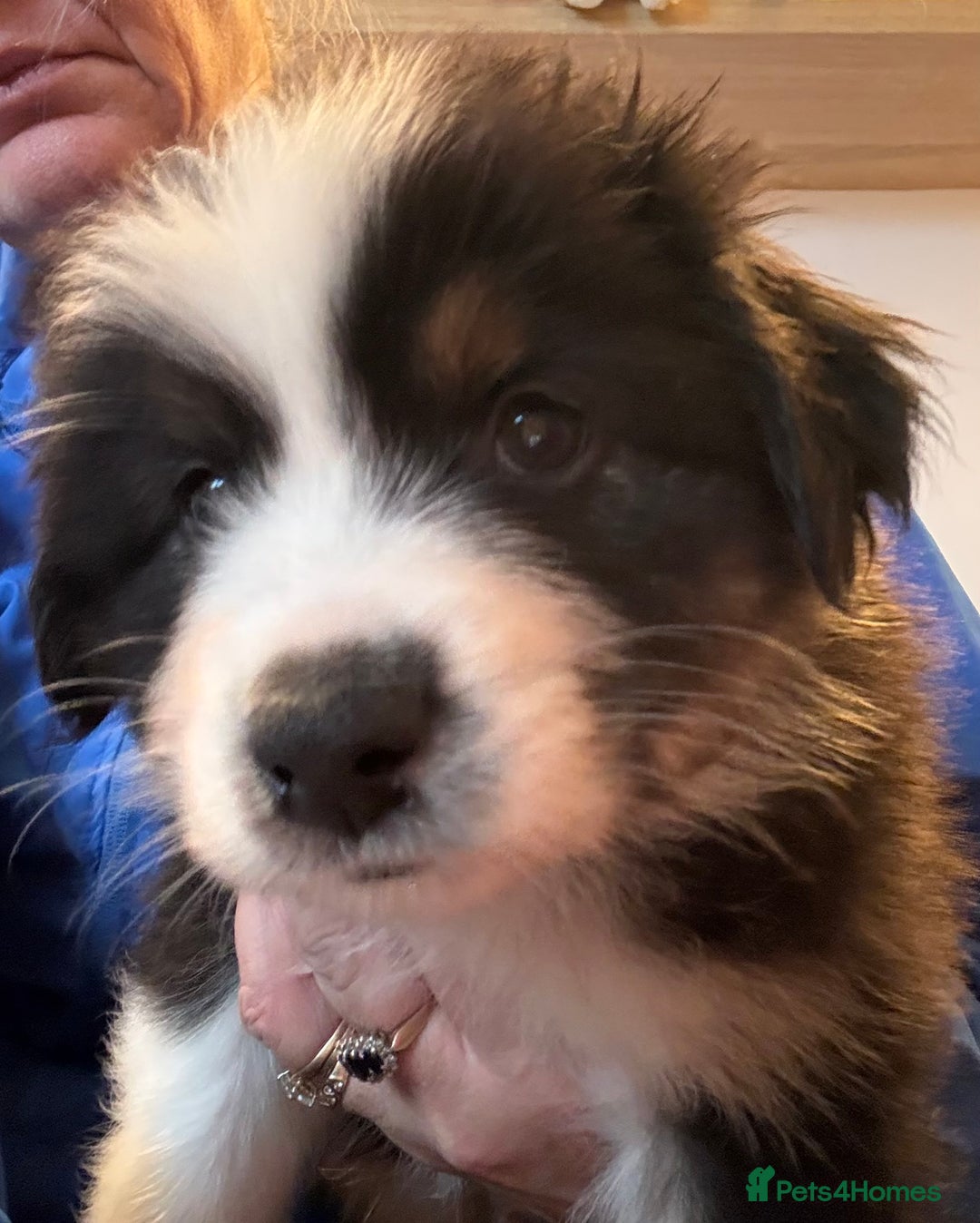 Australian Shepherd dogs for sale: Gorgeous male puppy - Advert 3