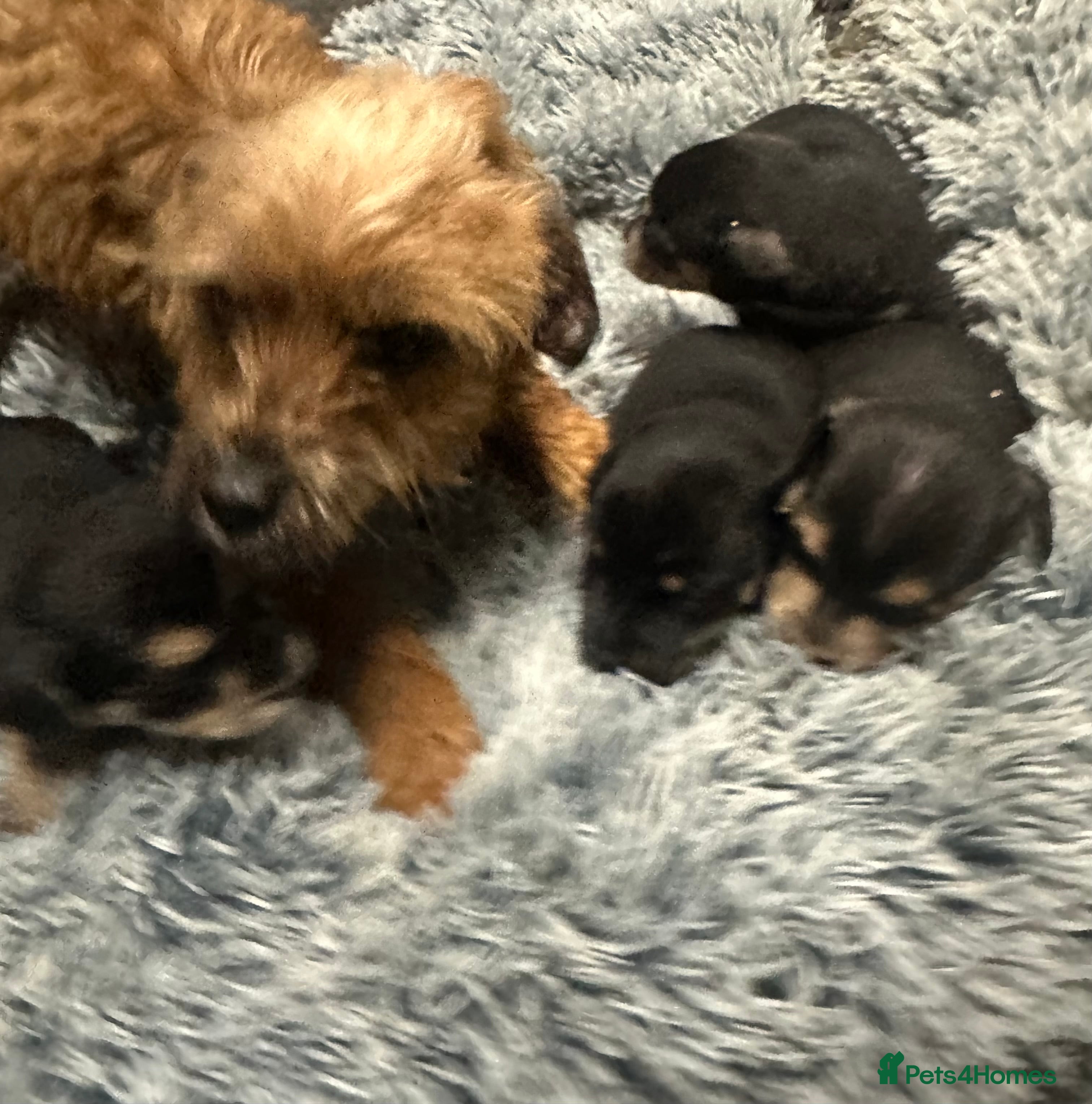 Border Terrier dogs Border terrier puppies  - Advert 1