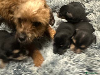 Border Terrier dogs Border terrier puppies - Advert 3