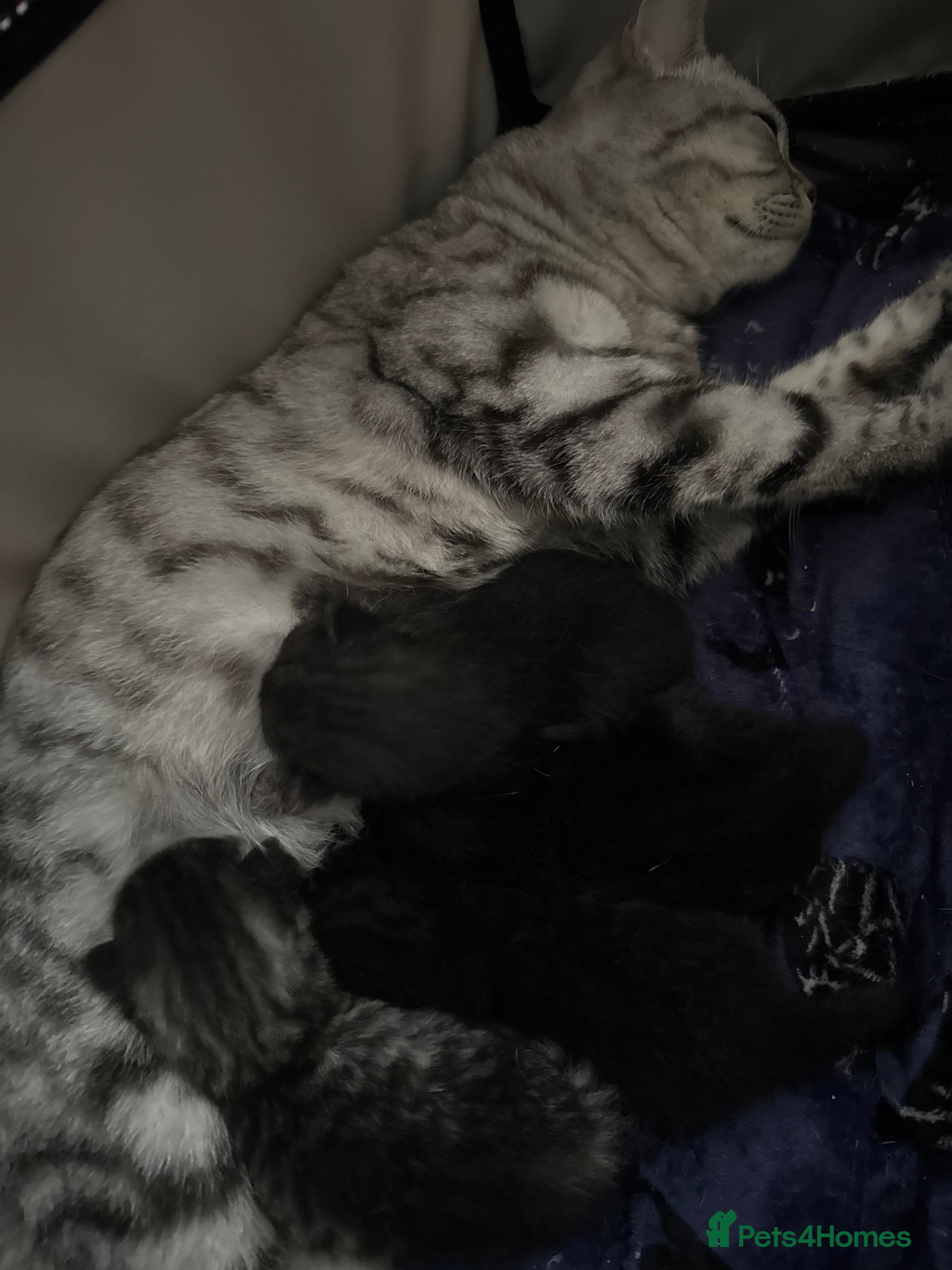 Mixed Breed cats British short hair cross Maine coon  - Advert 1