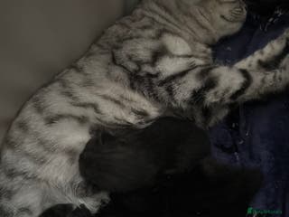 Mixed Breed cats British short hair cross Maine coon - Advert 2