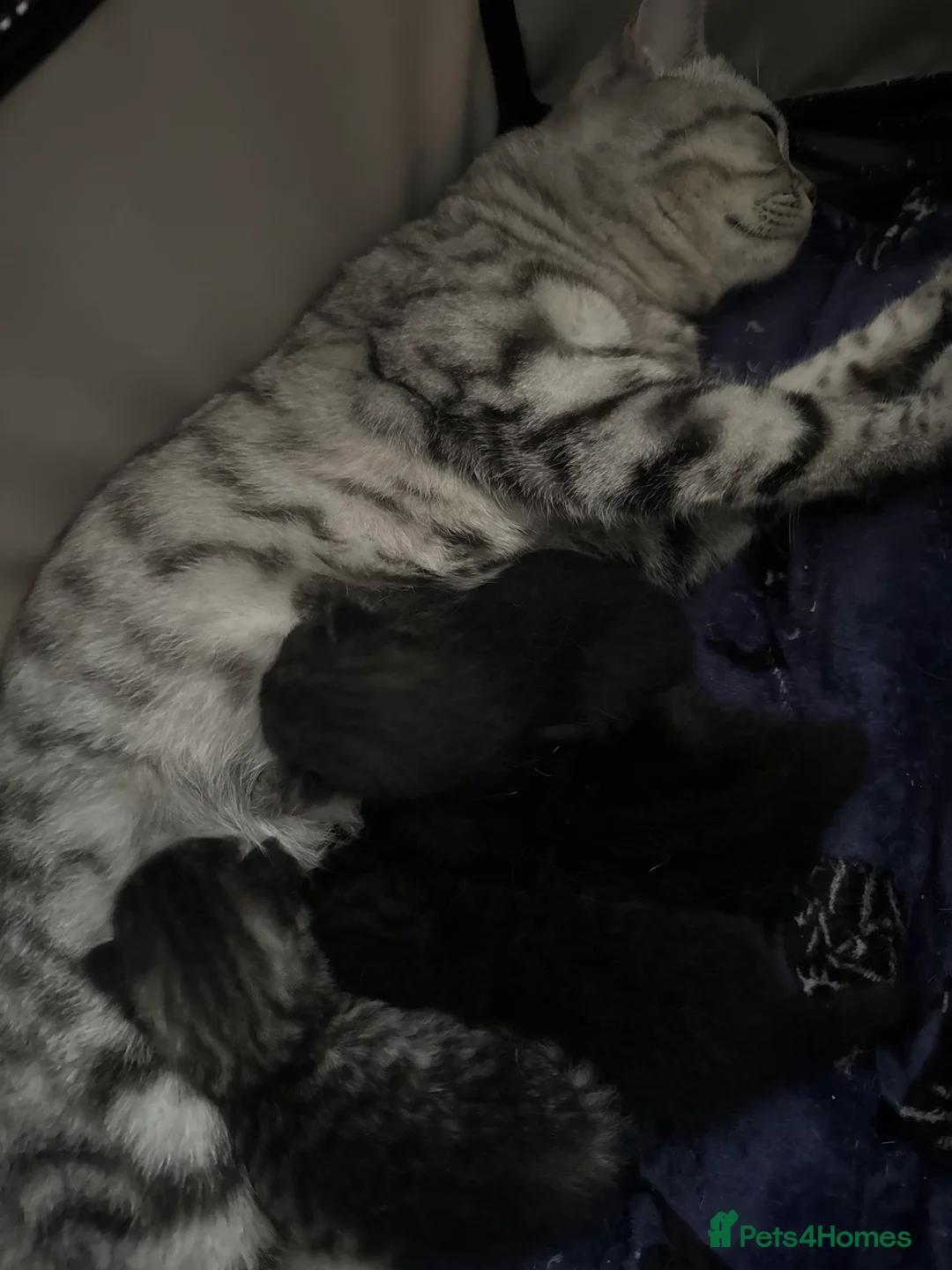 Mixed Breed cats for sale: British short hair cross Maine coon  - Advert 3