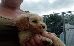 Cockapoo dogs for sale: Cockapoo pups  - Image 10