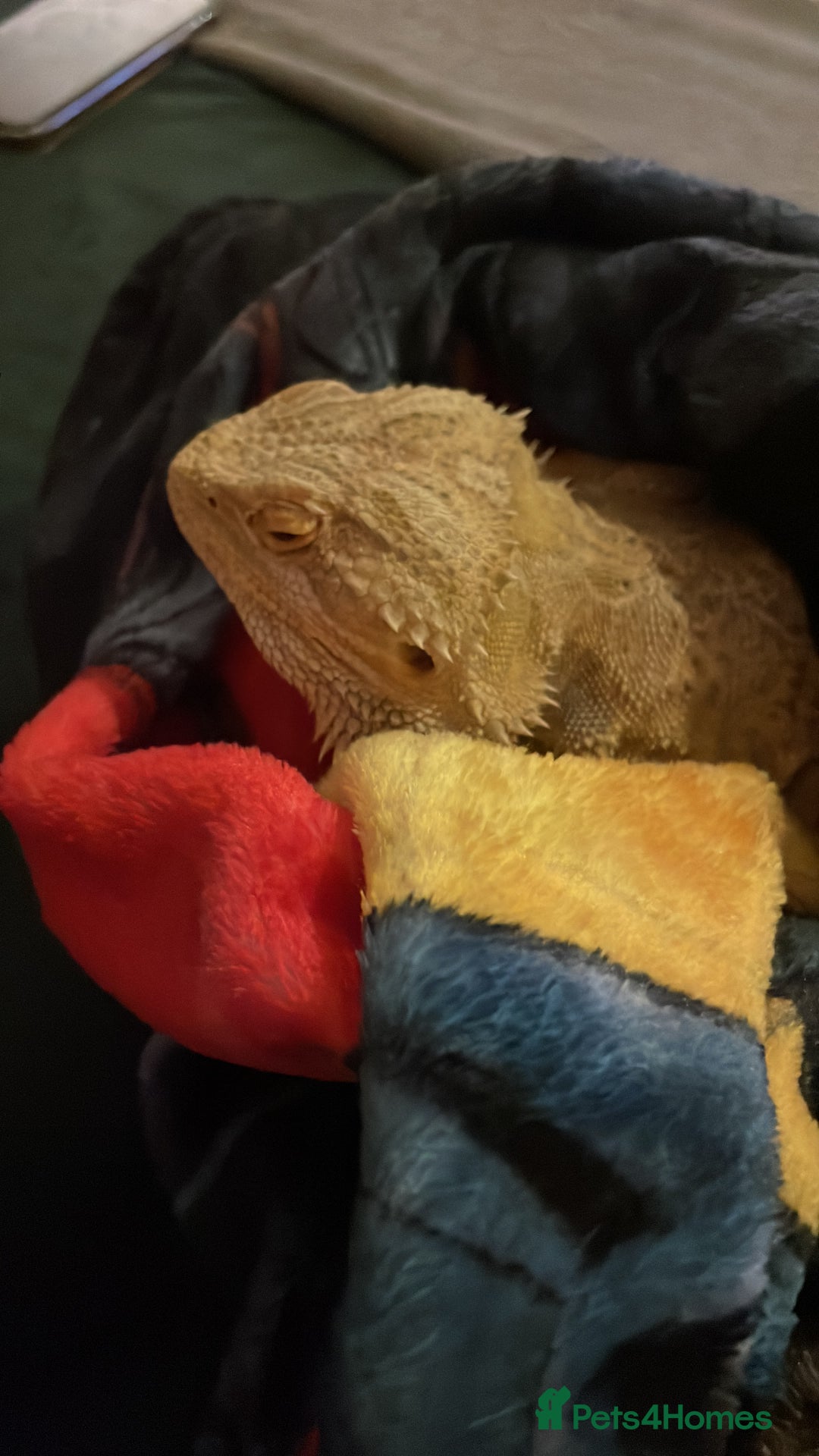 Bearded Dragon reptiles for sale: Bearded dragon - Advert 3