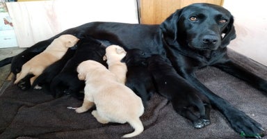 Labrador Retriever dogs - Advert 9