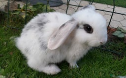 Mini Lop rabbits for sale: Gorgeous Mini lop babies looking for new homes - Image 21