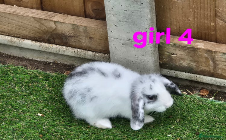 Mixed Breed rabbits - Advert 16